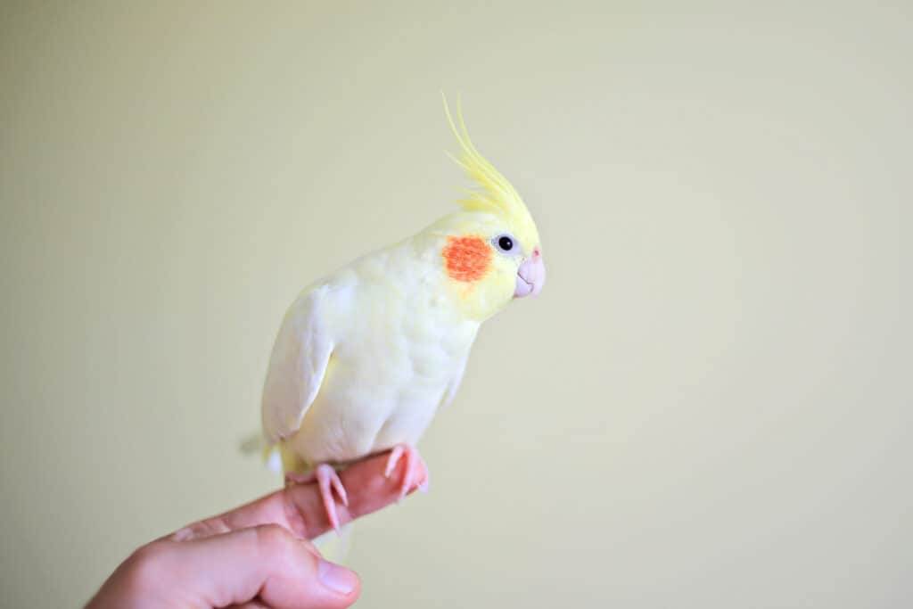 Yellow cockatiel parrot sits on a finger