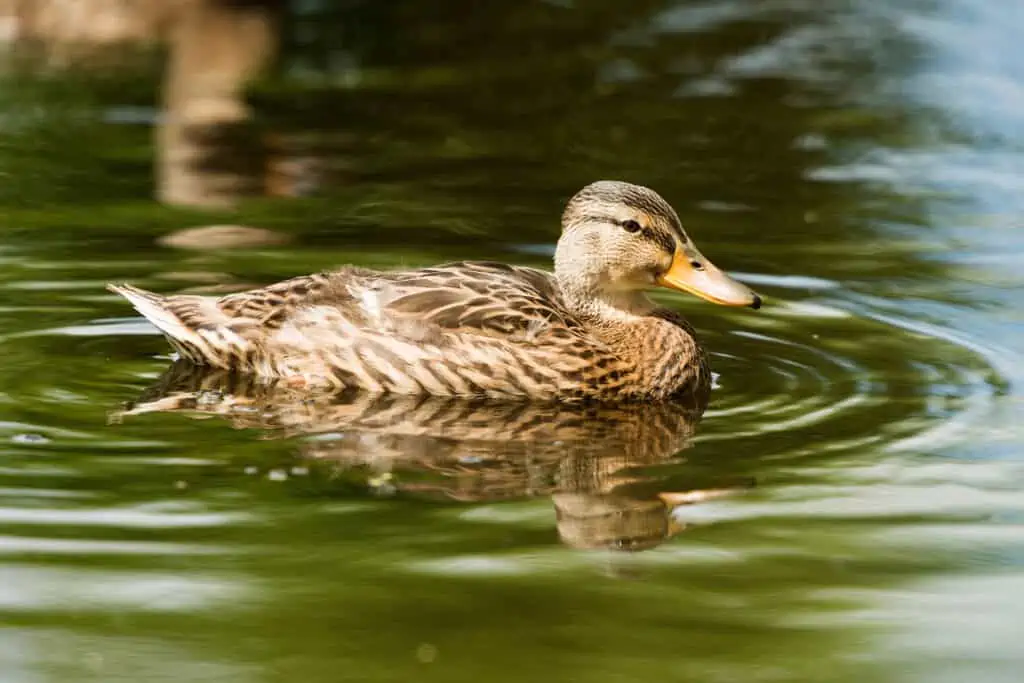 Close-up portrait of a mallard duck