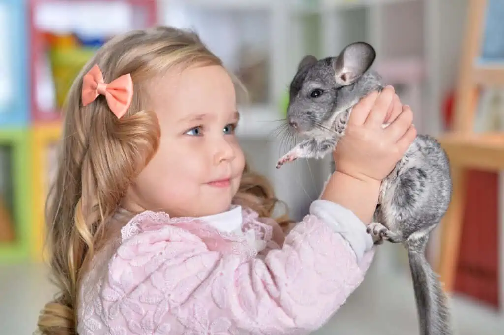 Chinchilla