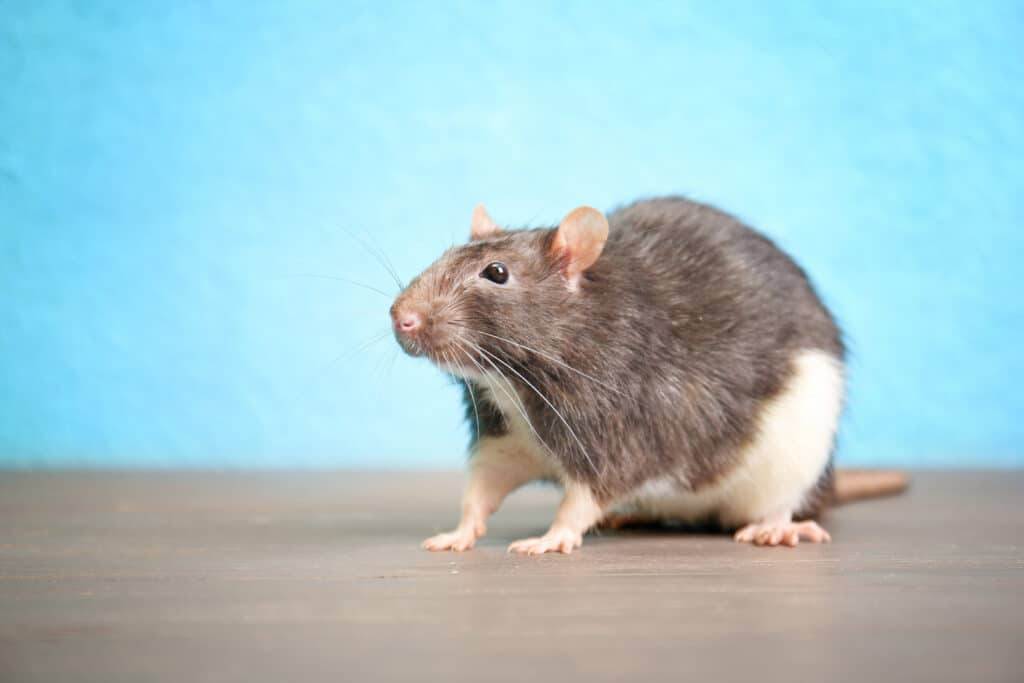 Rat