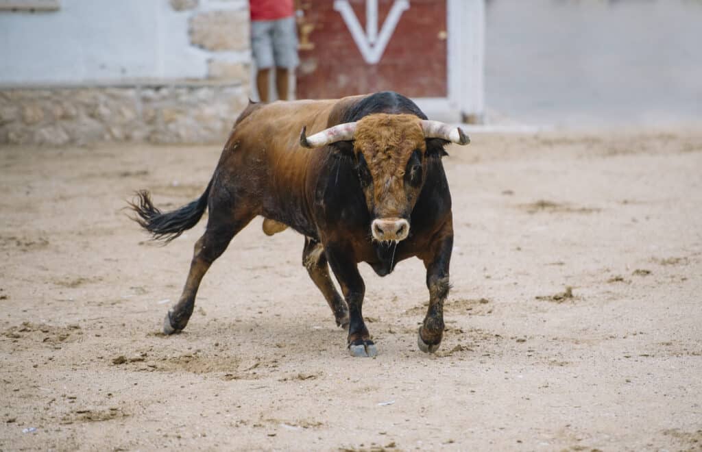 Bull