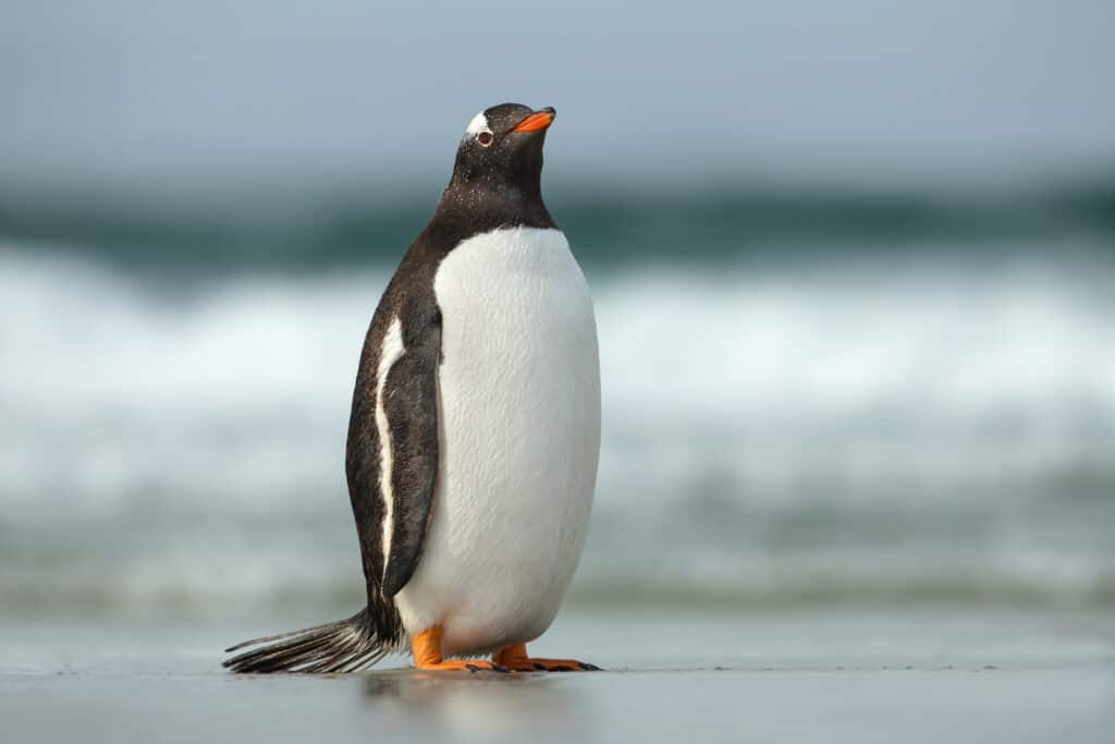 Gentoo penguin standing on a sandy ocean coast