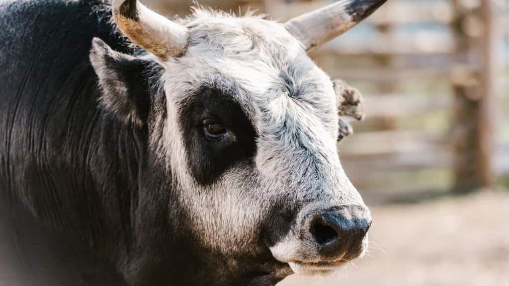 Bull