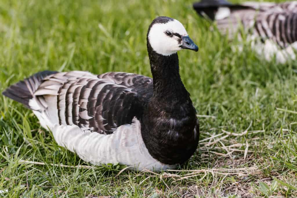 Close up view of black and white duck