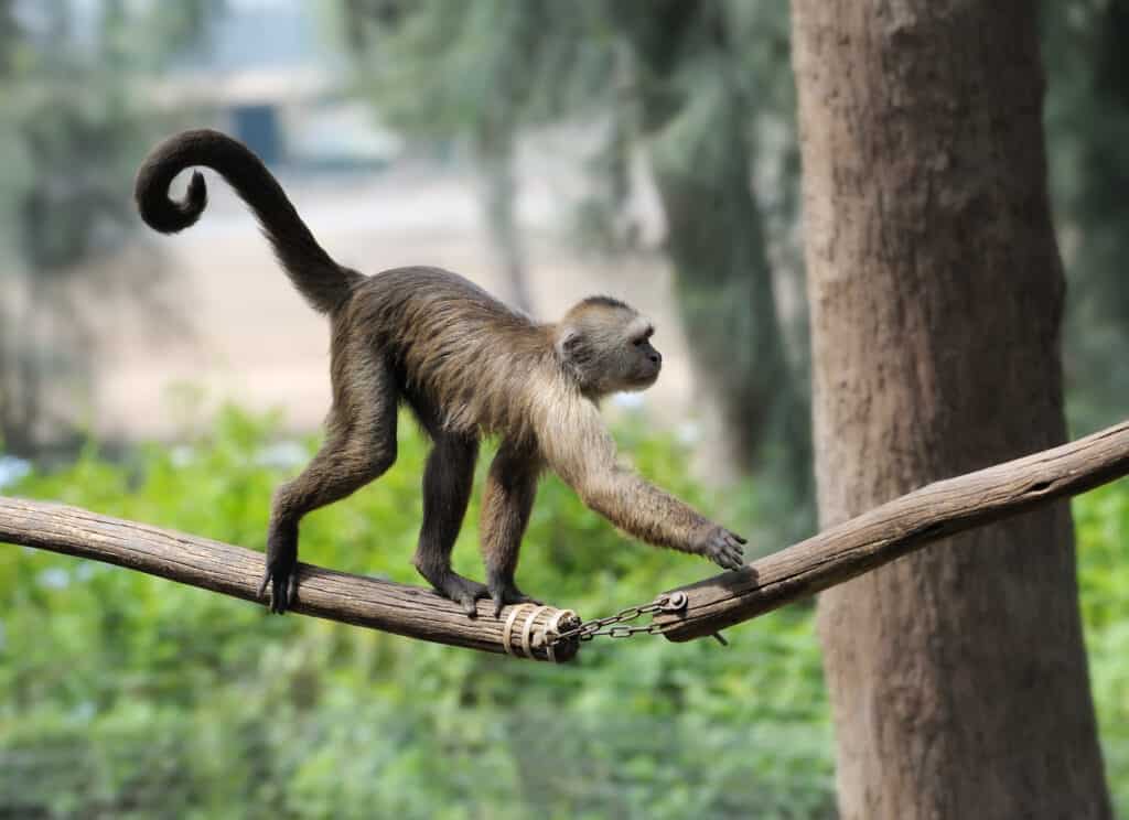 Monkey