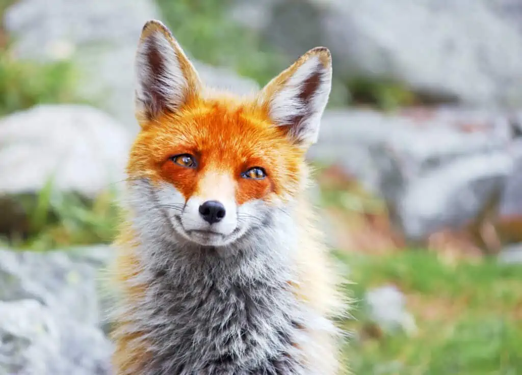 Red Fox