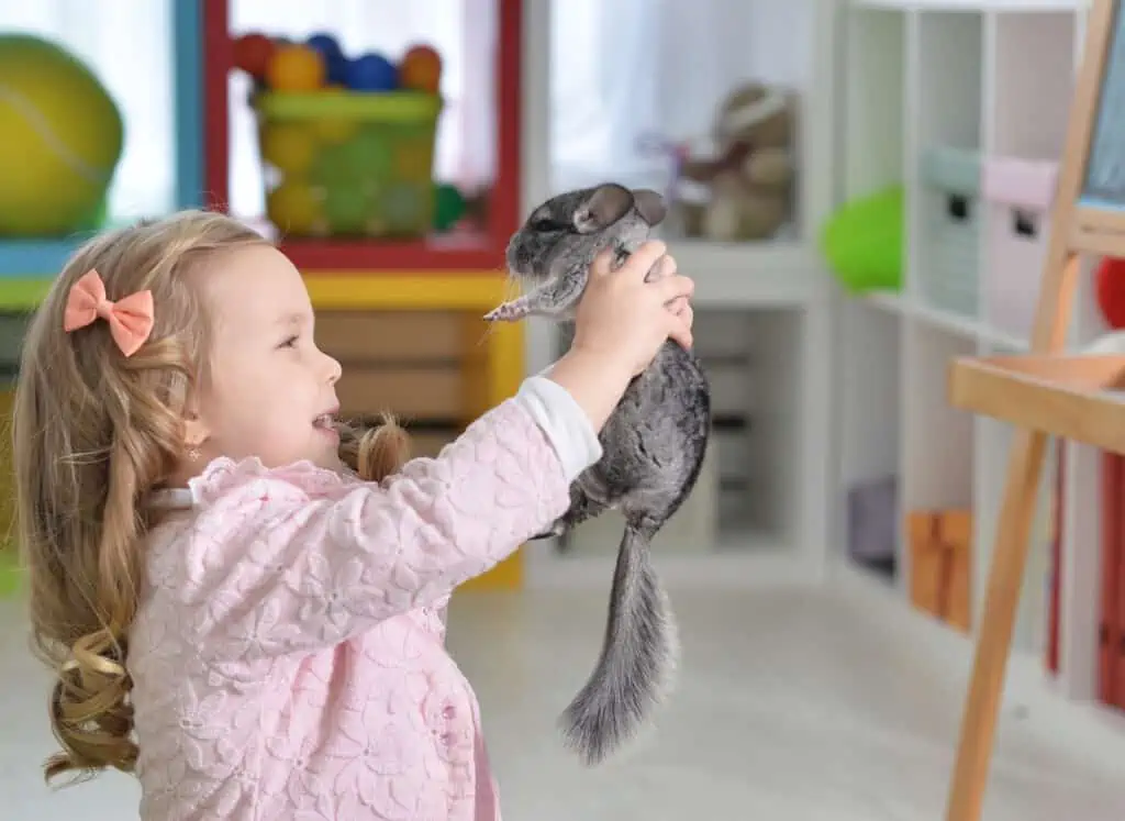 Chinchilla