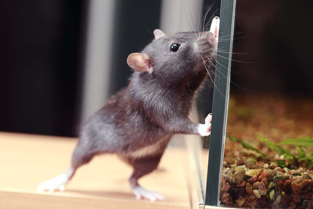 Rat