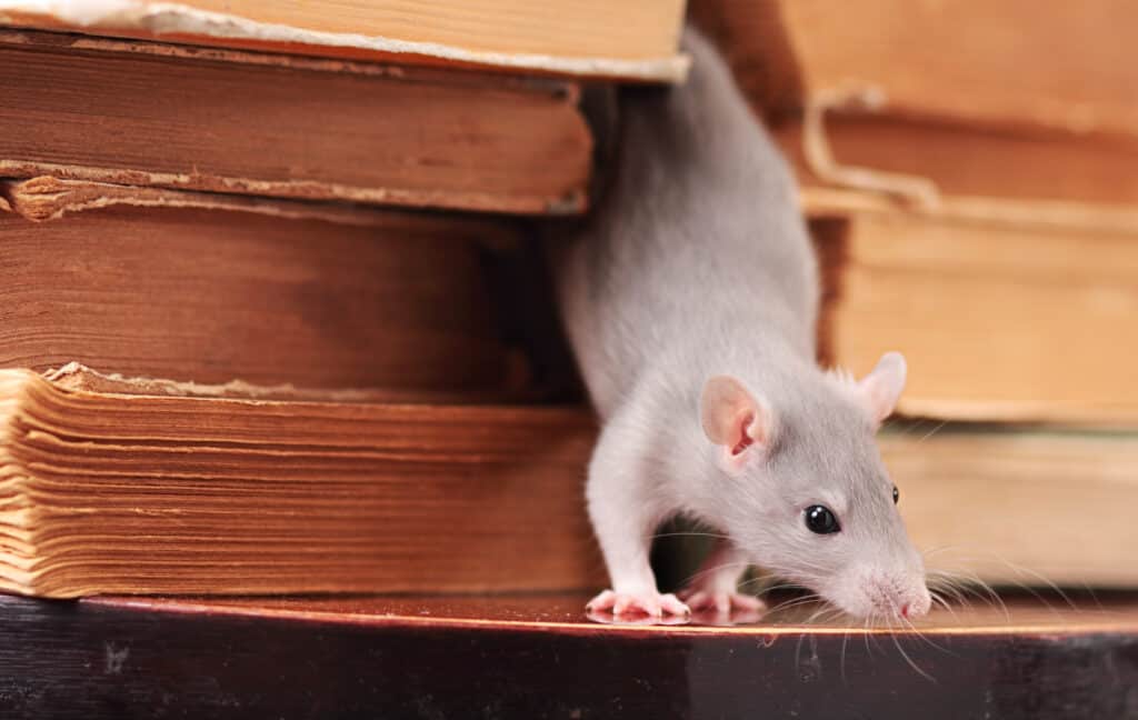 Rat