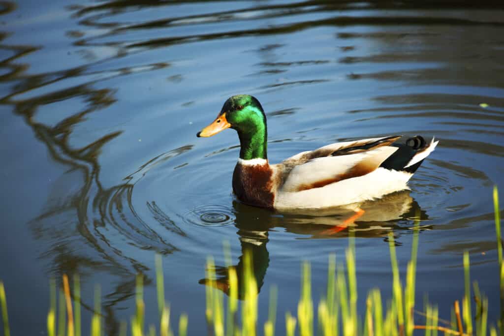 duck