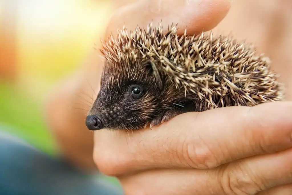 Small prickly hedgehog in the hands of green grass closeup