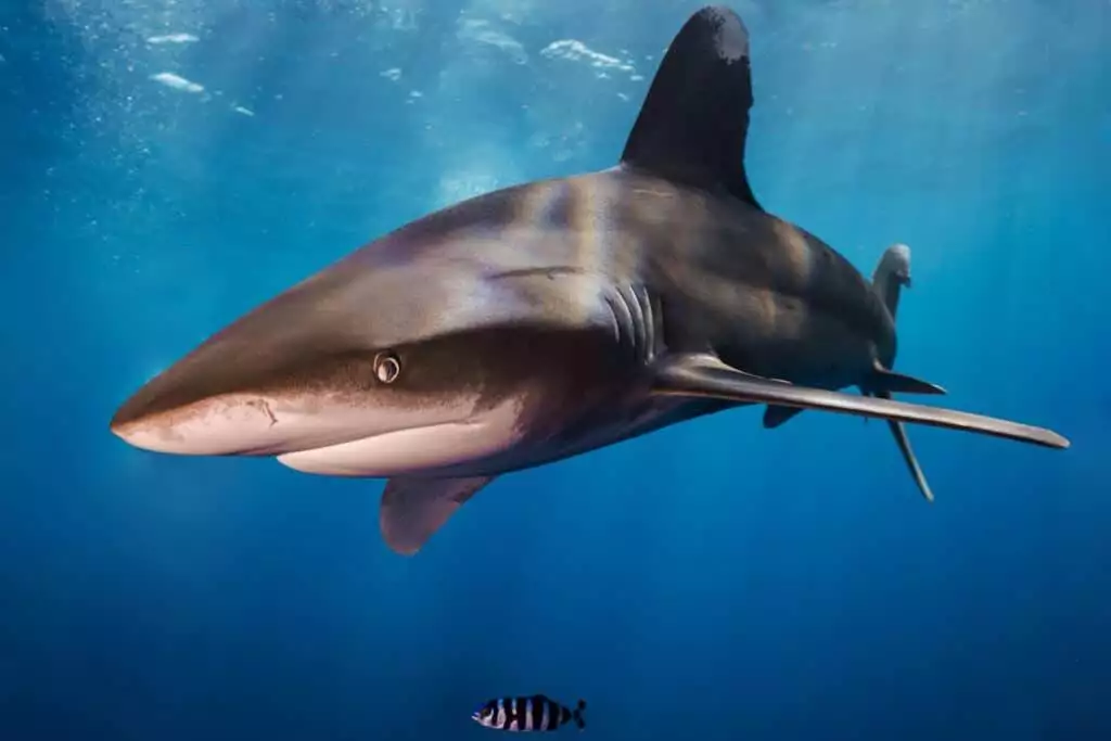 Oceanic white tip shark