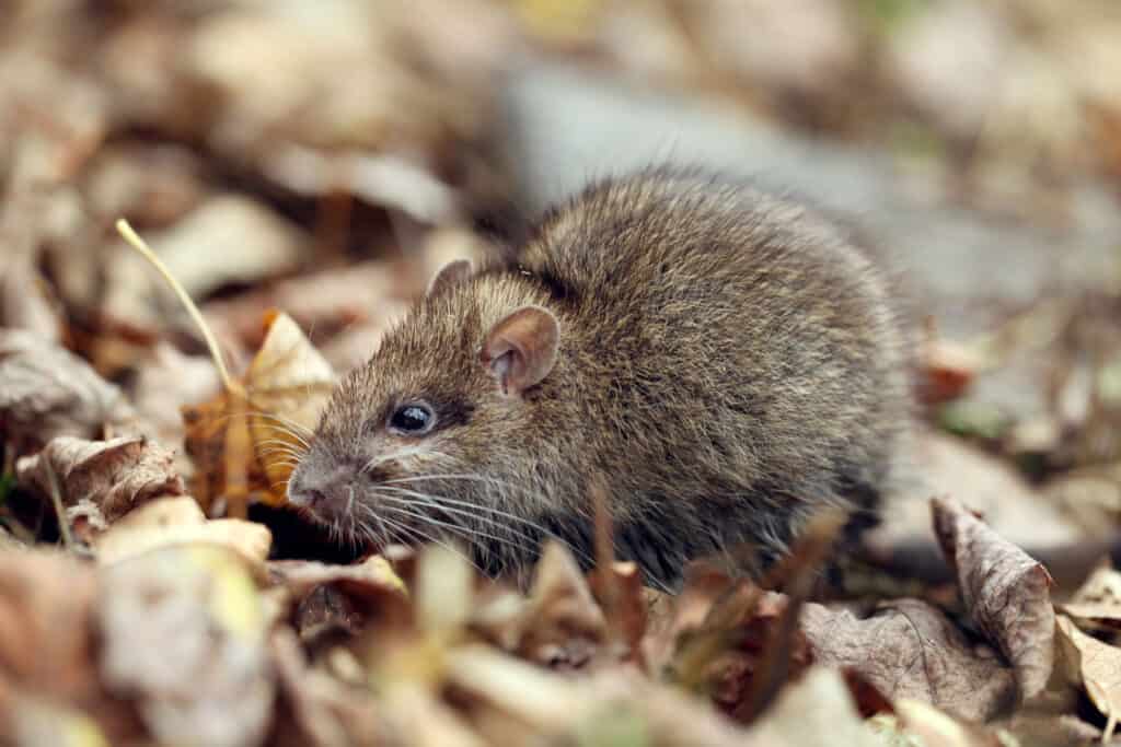 gray rat