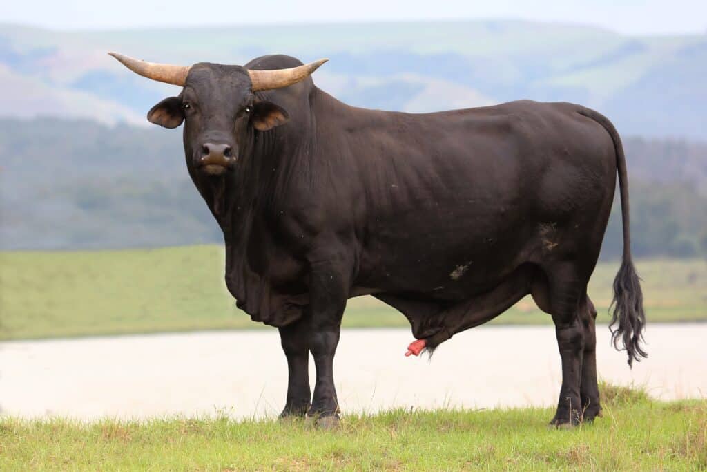 Bull