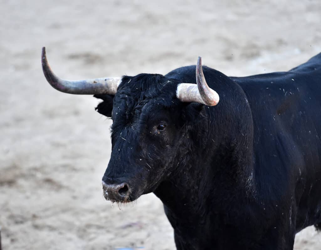 Bull