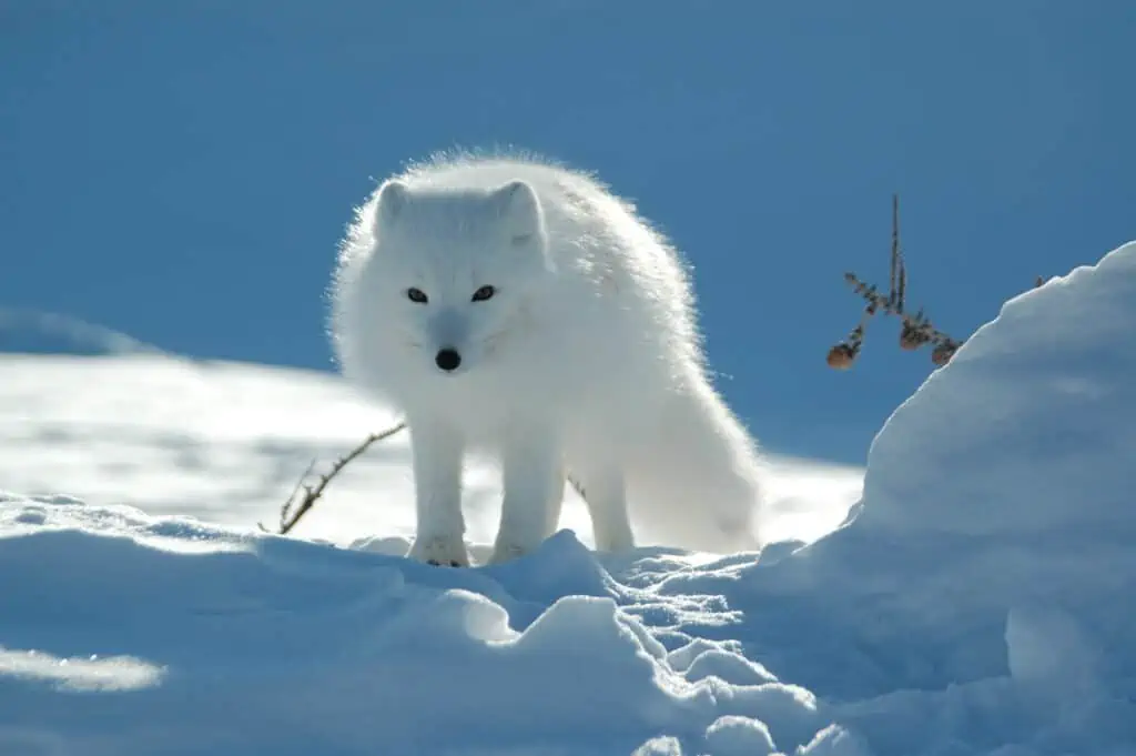 Arctic fox