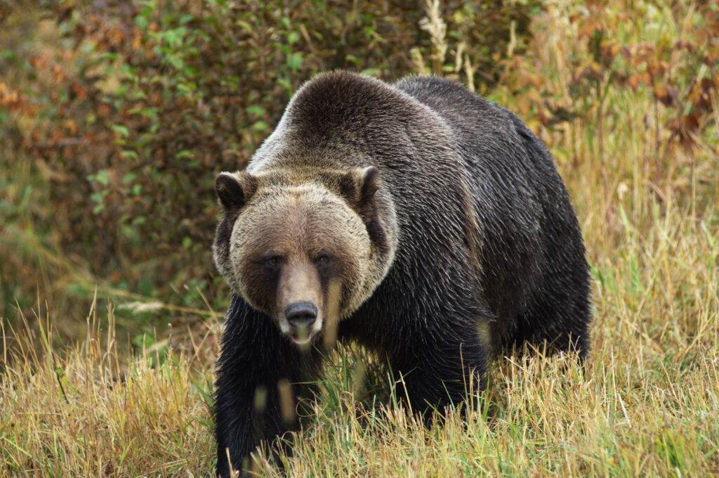 male Grizzly Bear walking through mountain meadow.