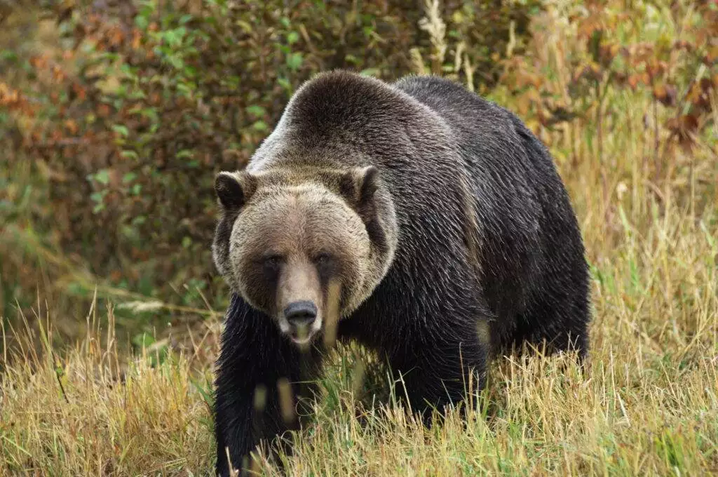 male Grizzly Bear walking through mountain meadow.