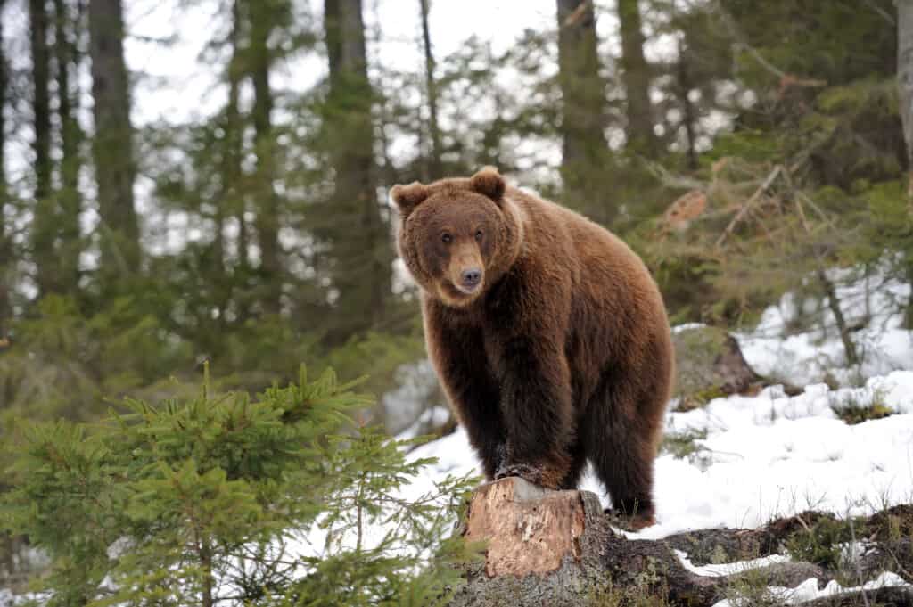 Brown bear in the forest