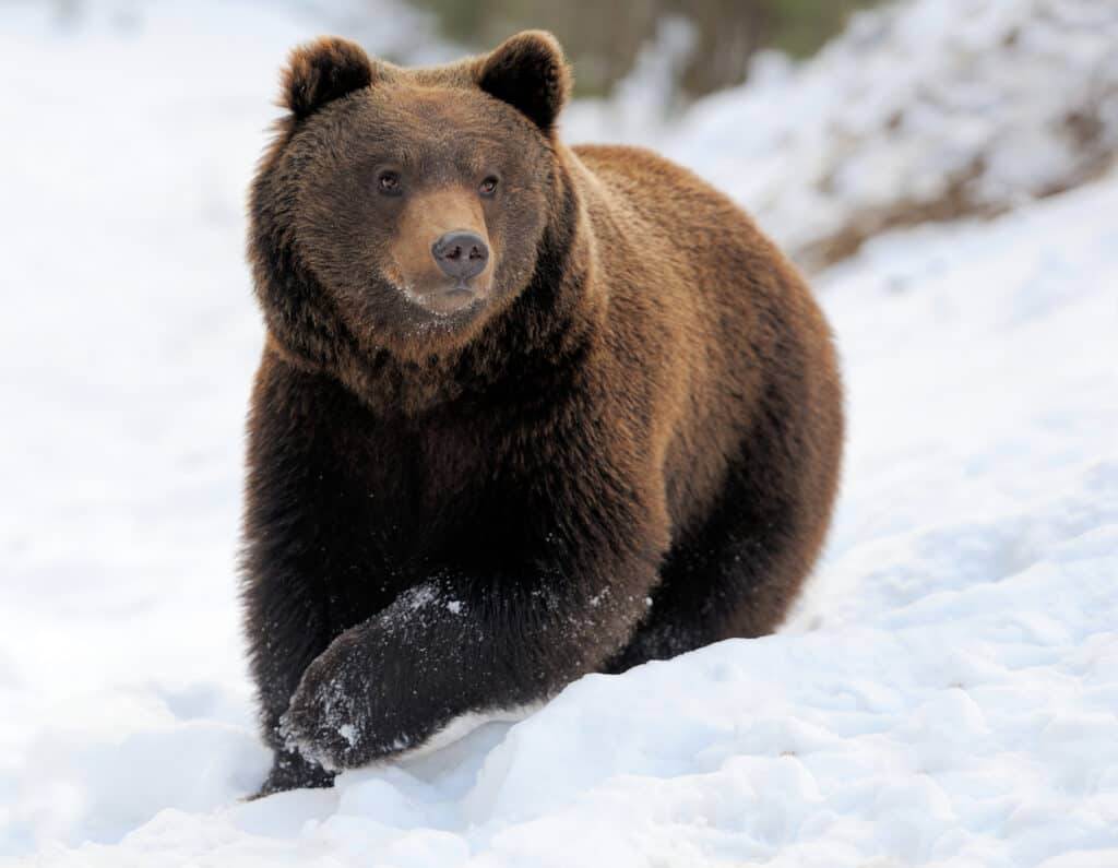 Bear in winter