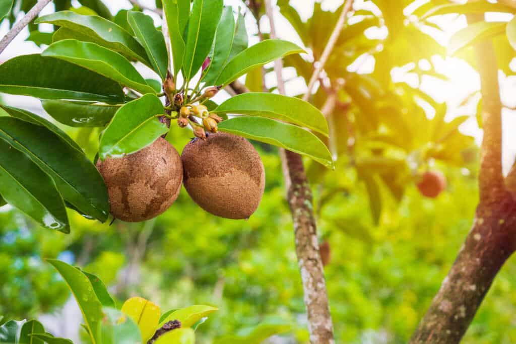 sapodilla fruit on tree in organic garden