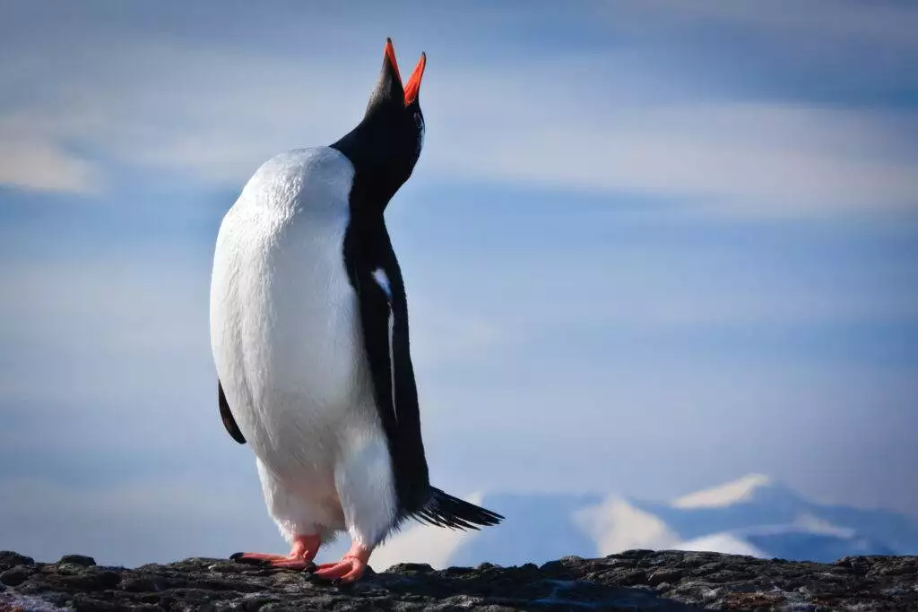 penguin on the rocks