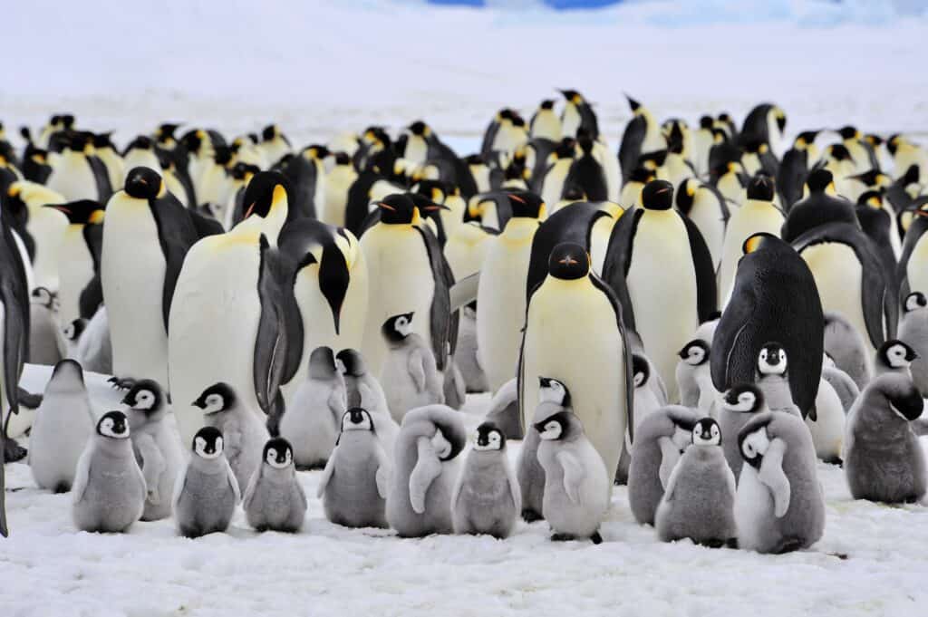 Emperor Penguin