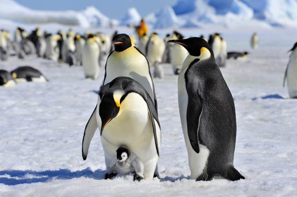Emperor Penguin