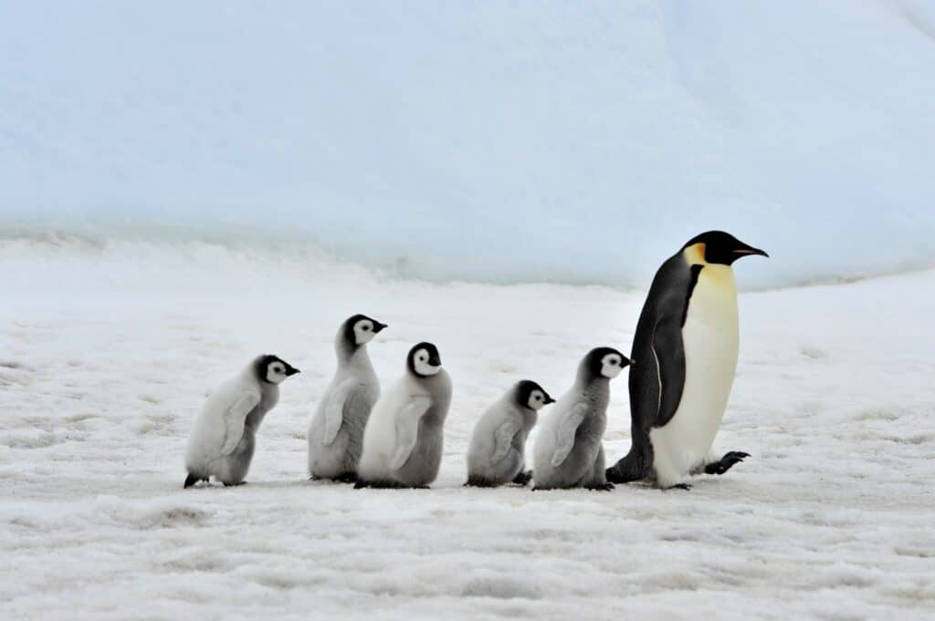 Emperor Penguin