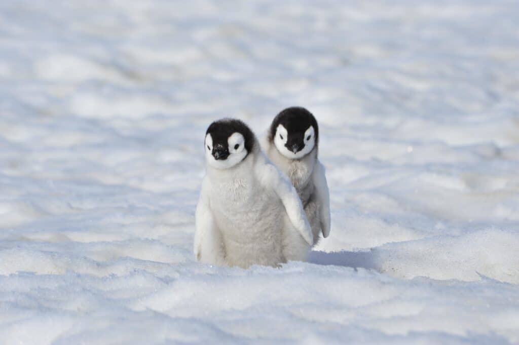 Emperor Penguin