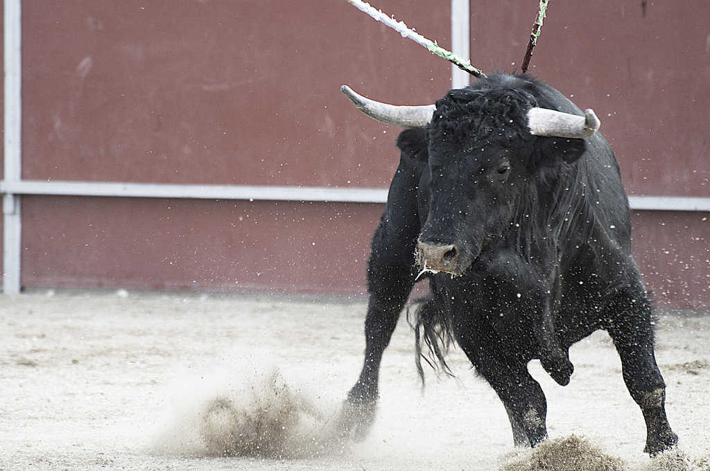 423+ Bull Names (BEST Naming Ideas In 2025) - Blog Of Tom
