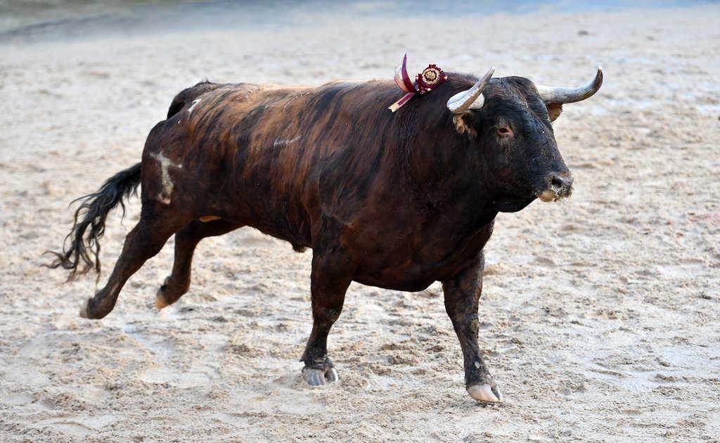 423+ Bull Names (BEST Naming Ideas In 2025) - Blog Of Tom
