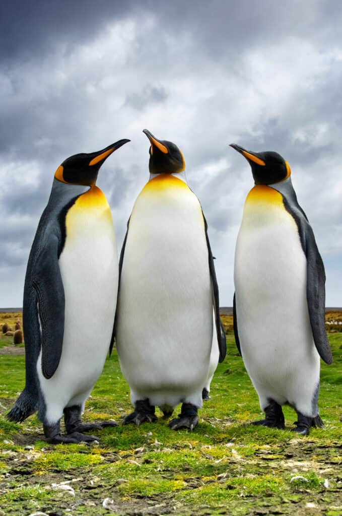 Three King Penguins