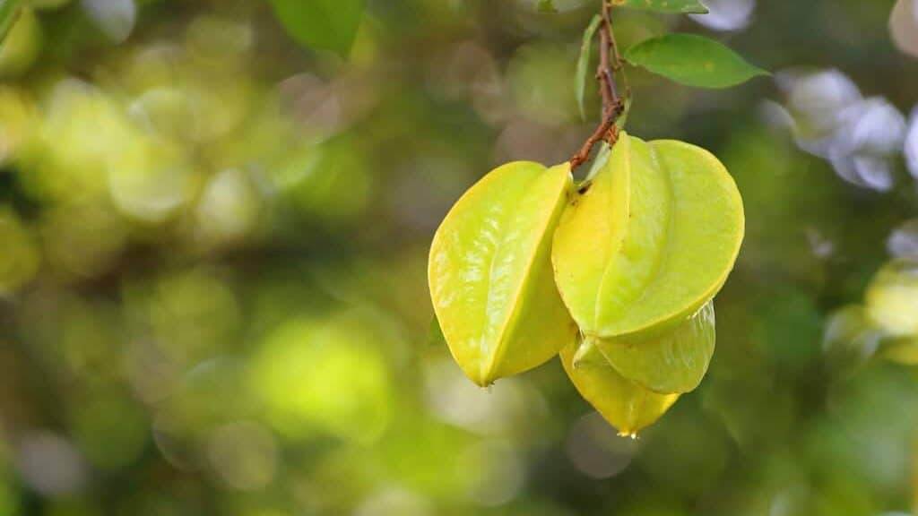 Green and yellow star apple fruit carambola on the tree