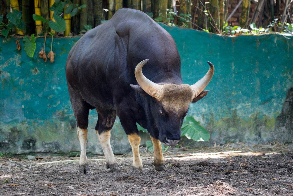 Bull