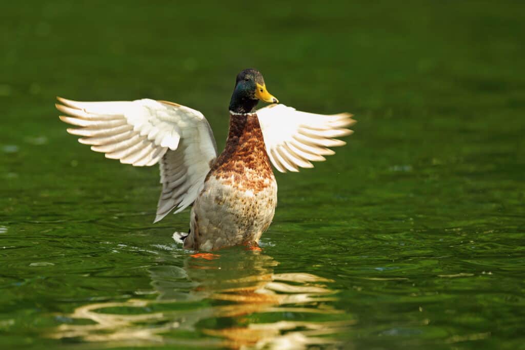 male mallard with wings spread