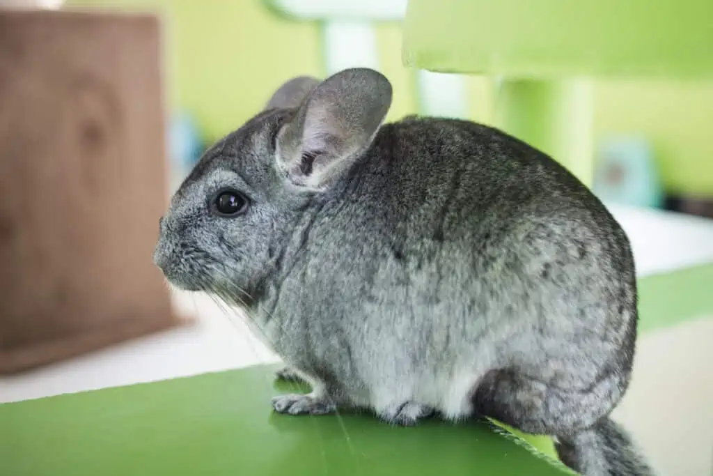 Chinchilla
