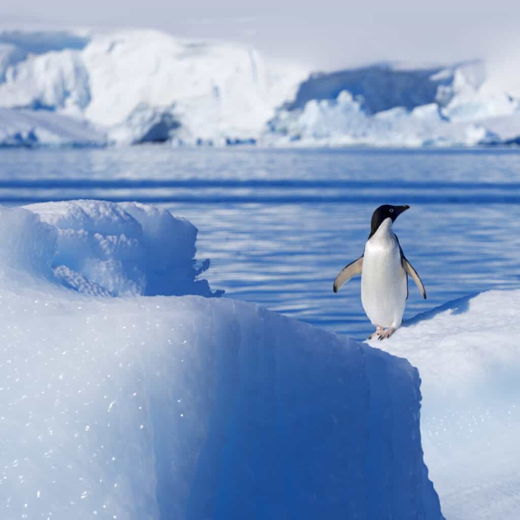 Penguin