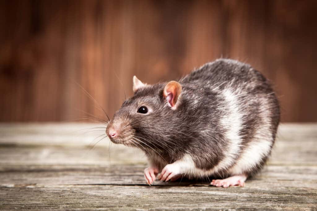 Pet rat
