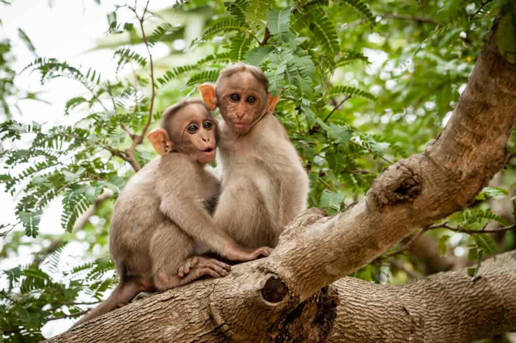 Monkeys in a tree India.