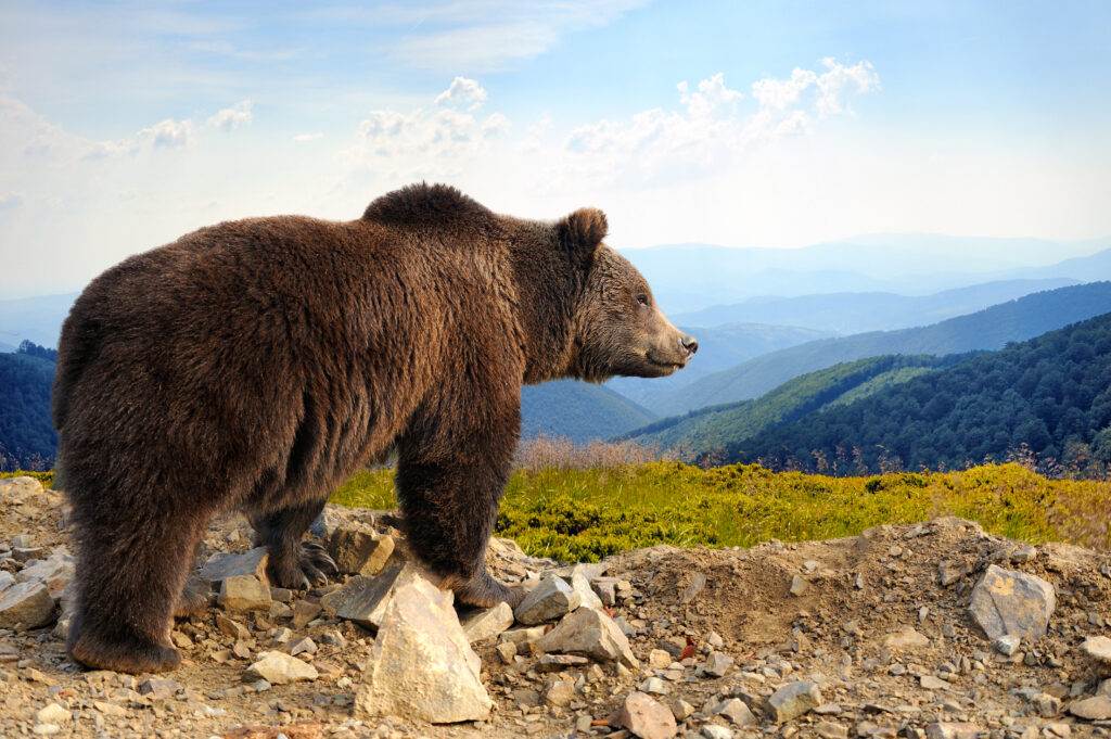 Brown bear