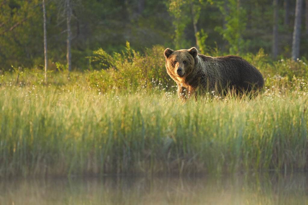 Bear