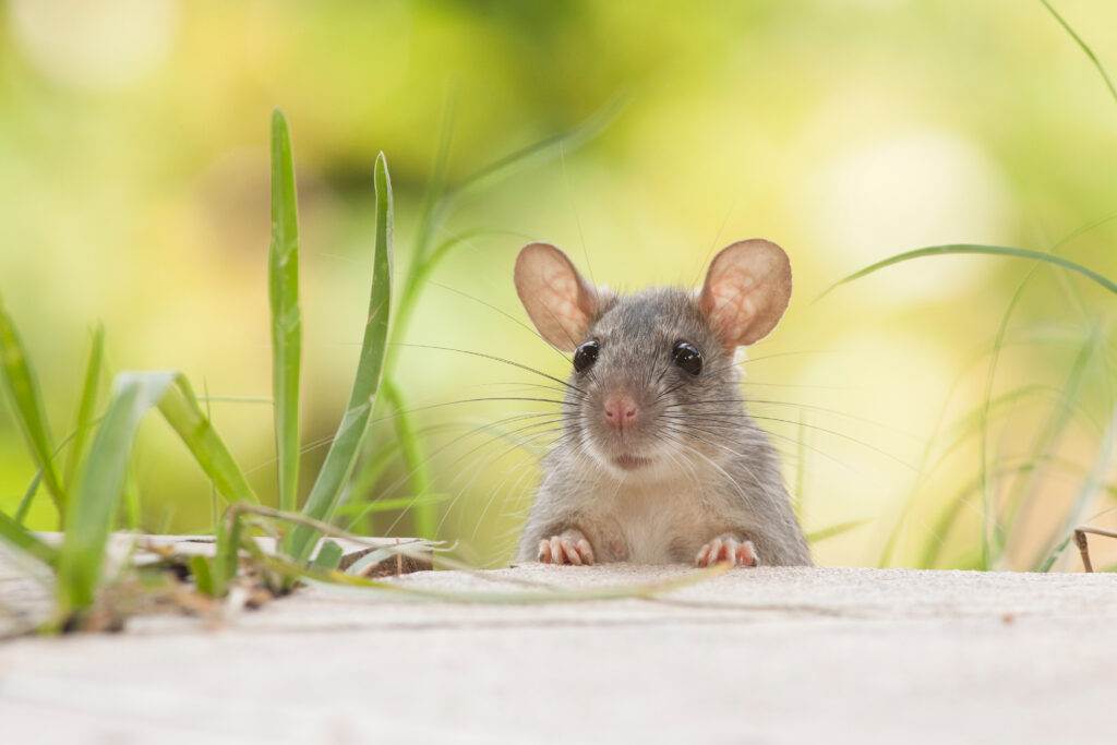 Rat