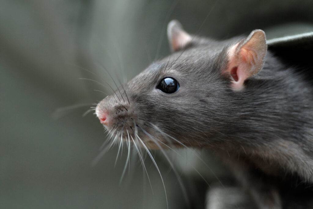 Rat