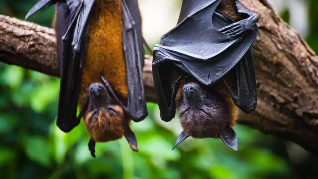 Black flying-foxes Pteropus alecto hanging in tree