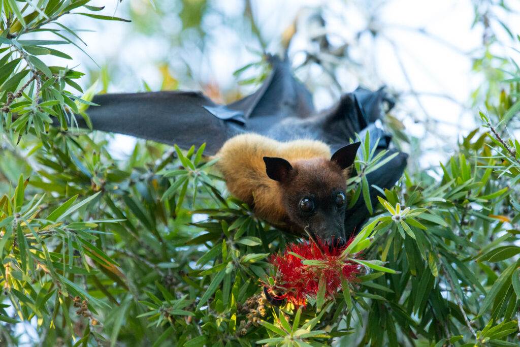 Bat hanging on a tree branch Malayan bat