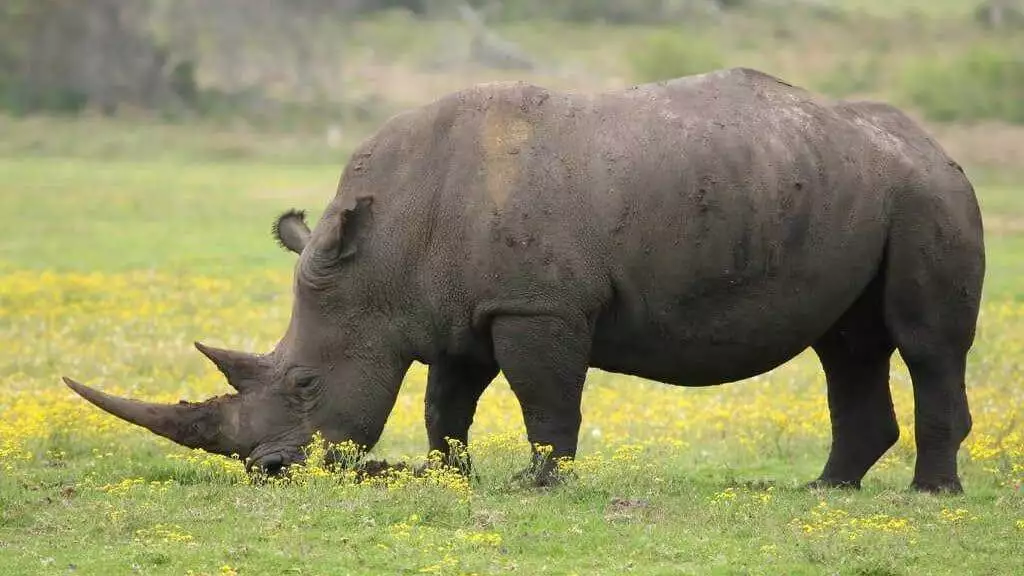 A rhino is grazing in a field of yellow flowers.