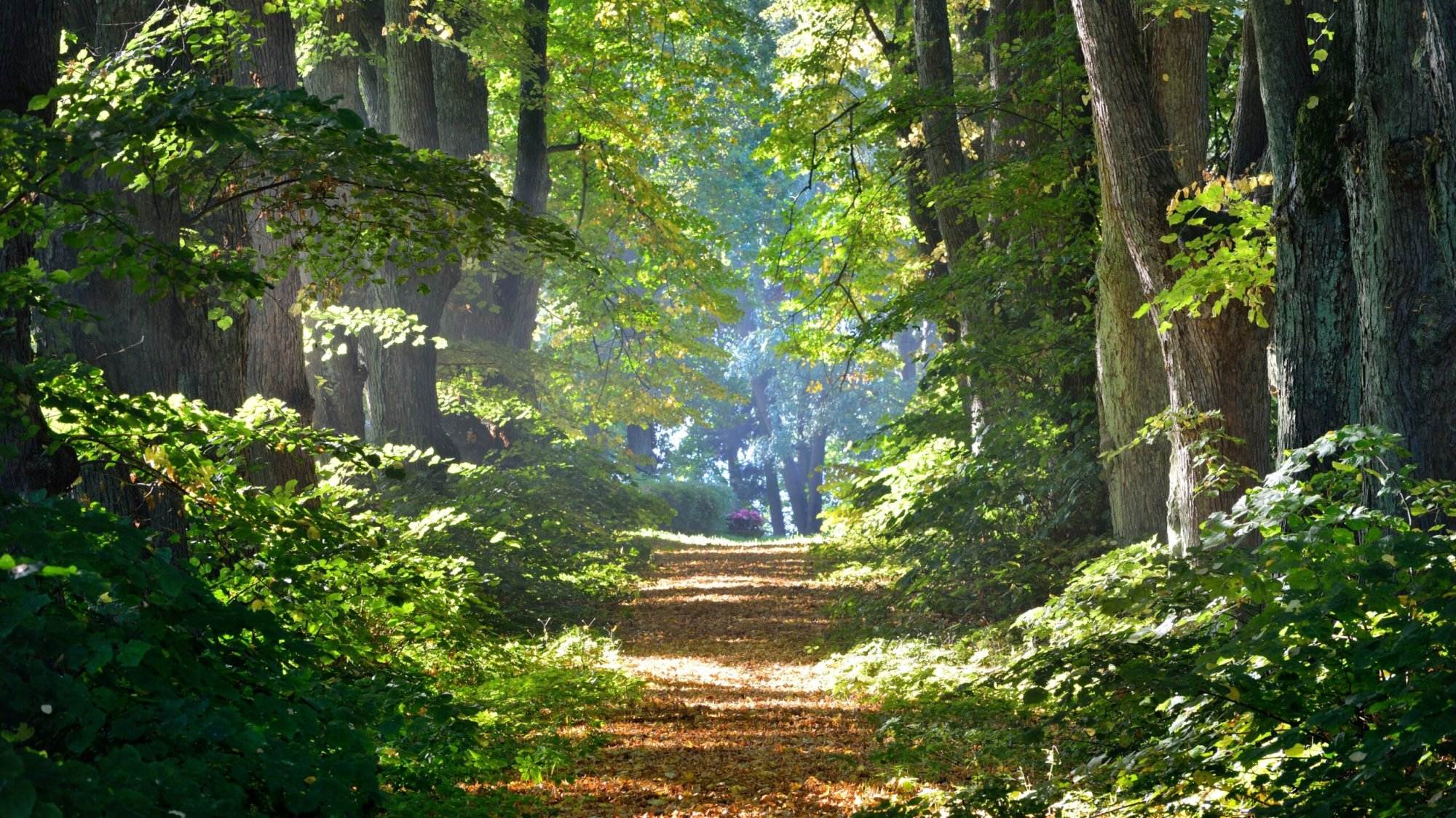 Road in a beautiful forest in the morning