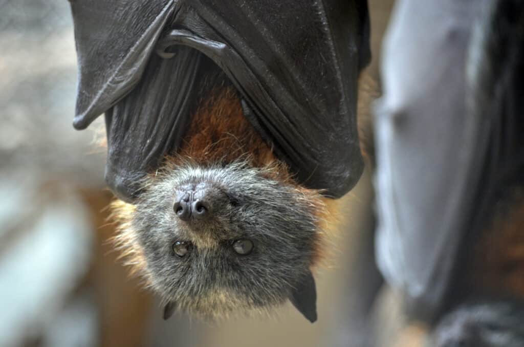 Bat