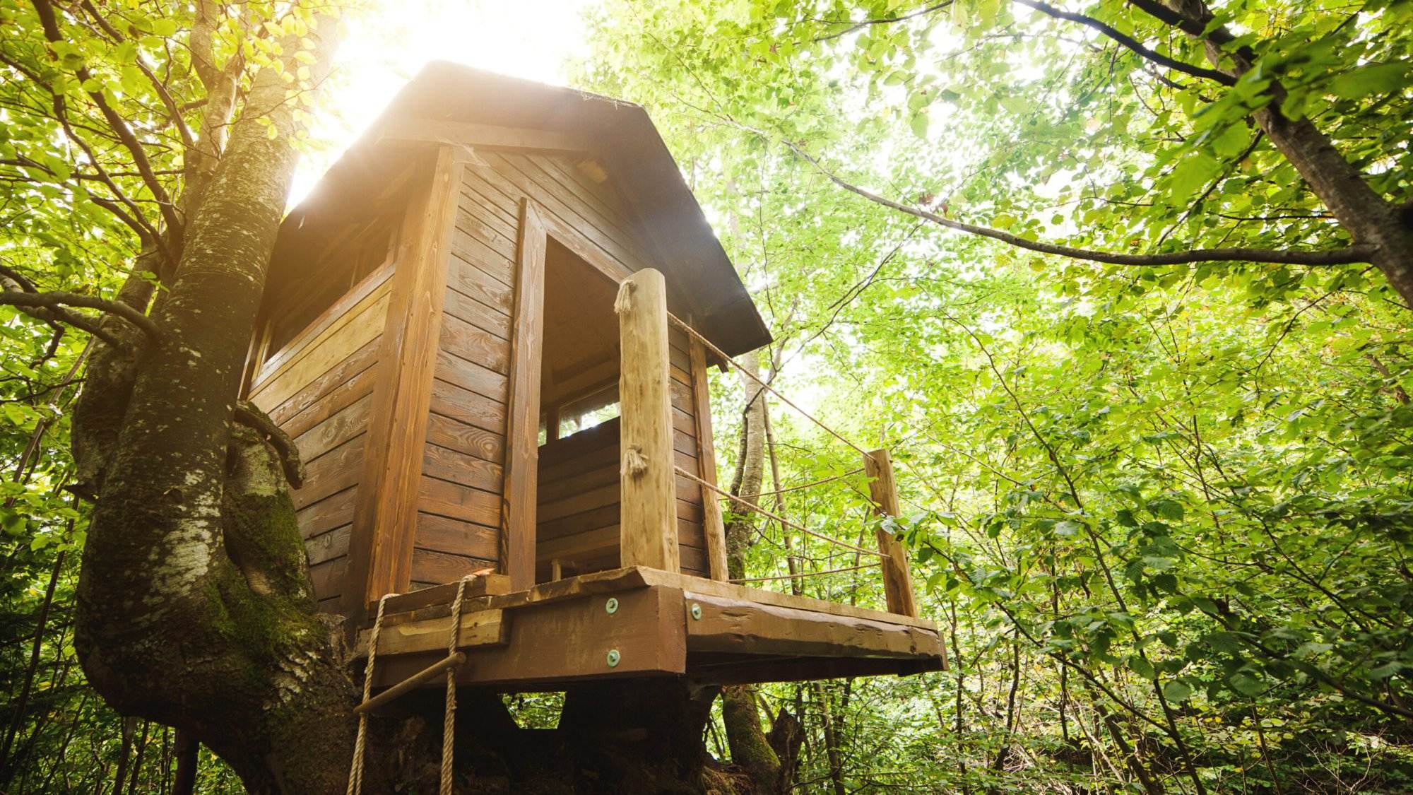 Tree House